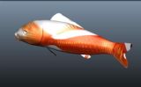 锦鲤,红鲤鱼maya模型