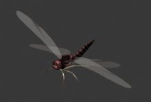 蜻蜓,昆虫max模型