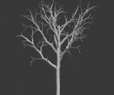 枯树,树木,植物max模型