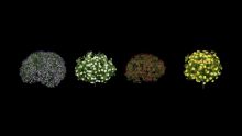 四种花球,花草,树木max模型