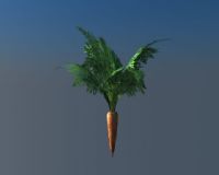 胡萝卜,植物max模型