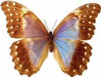 蝴蝶,昆虫max模型