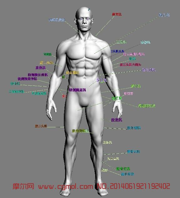 罕见max人体教材 标准男人体图片