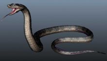 蛇攻击的模型源文件