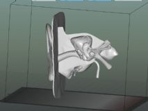 耳朵构造模型