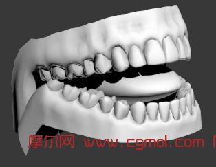 口腔牙齿模型_其他_动物模型_3D模型,3D素材