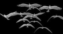 群飞鸽子3D模型(有动画)