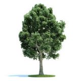 槭树3D模型
