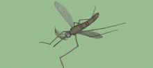 动物-蚊子3D模型