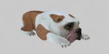 哈巴狗,沙皮狗,癞皮狗3D模型