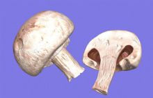 蘑菇3D模型