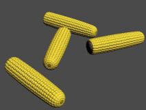 玉米模型