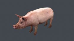 山猪3D模型