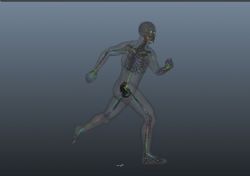 写实肌肉男人带绑定跑步动画里面有一套骨骼模型