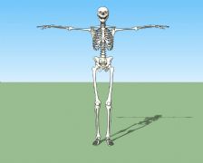 标准骨骼3D模型