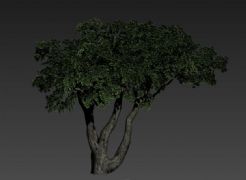 老树模型