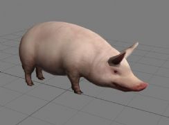 猪,游戏简模
