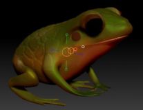 青蛙zbrush模型