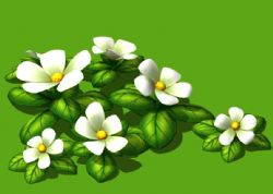 手绘小白花,茉莉植物3D模型