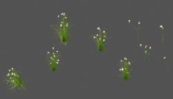 多款芦苇开花植物3D模型
