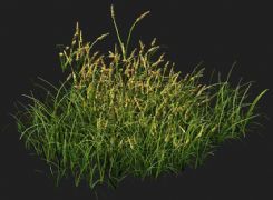 野生小麦丛3D模型