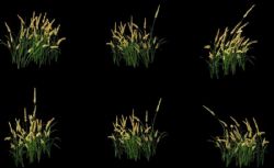 6款野生麦草丛3D模型