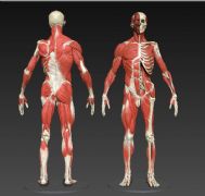 人体骨骼肌肉高模obj,ztl两种格式(网盘下载)
