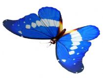 蓝蝴蝶,带动画
