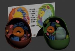 动植物细胞内核结构剖面max模型