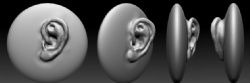 耳朵zbrush模型