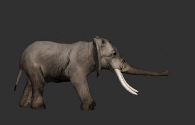 非洲大象,1400帧动作,3种2048分辨率高清贴图