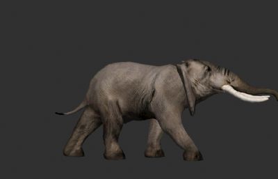 非洲大象,1400帧动作,3种2048分辨率高清贴图