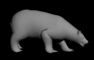 吃肉的北极熊,有绑定和动画