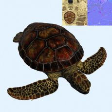 次世代海龟,内含max,fbx,obj格式模型