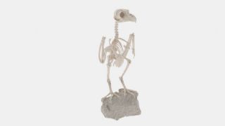 大角猫头鹰骨骼maya模型