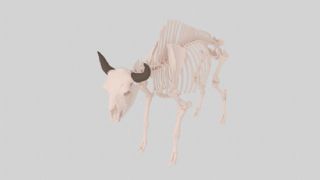 野牛骨骼高精度maya模型