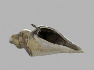 精品海螺fbx模型