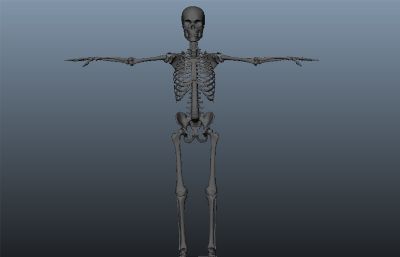 maya模型人体骨骼骷髅