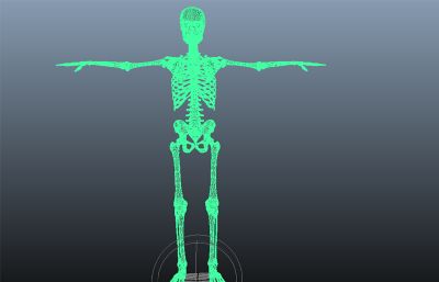 maya模型人体骨骼骷髅