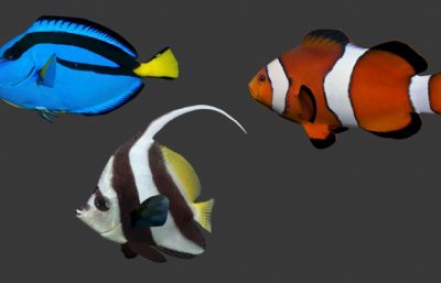 鹦鹉鱼,神仙鱼,小丑鱼,热带鱼模型