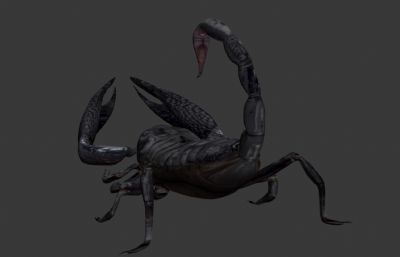 蝎子,毒蝎模型