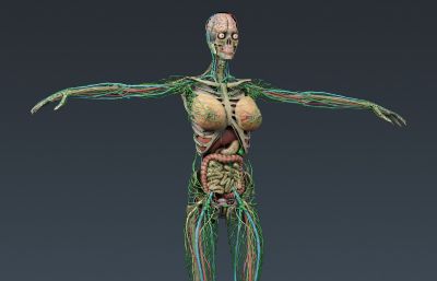 惊叹!男女人体器官结构完整解析max医学人体模型,材质贴图全(网盘下载)