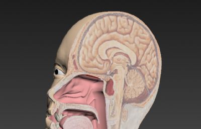 口腔鼻腔头部切面解剖模型