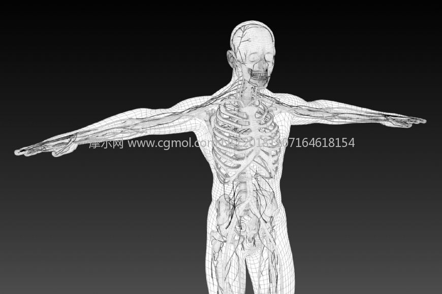 男人人体透视,x射线,x光maya模型(网盘下载)