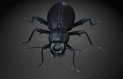 臭甲虫,黑色金龟子,臭烧毒maya影视级写实昆虫模型,带MB,FBX,OBJ格式