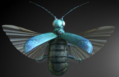 蓝色虎甲,拦路虎maya影视级写实昆虫模型,MB,FBX,OBJ格式