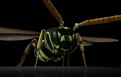 黄边胡蜂,蜜蜂,黄蜂,maya影视级写实昆虫模型,有MB,FBX,OBJ等格式