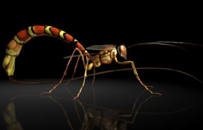 姬蜂maya模型,影视级写实昆虫,有MB,FBX,OBJ格式