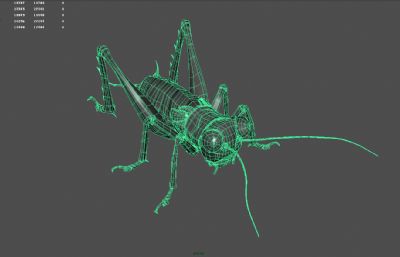 巨型蟋蟀,蛐蛐,夜鸣虫,斗鸡,促织maya写实昆虫模型,带MB,FBX,OBJ格式