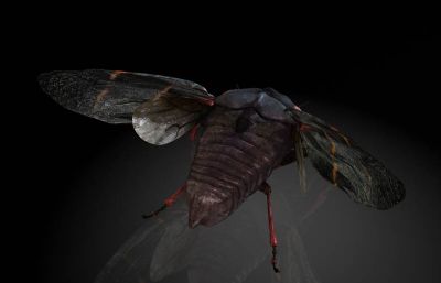 沫蝉,吹沫虫,鹃唾虫影视级别昆虫maya模型,带MB,FBX,OBJ等格式